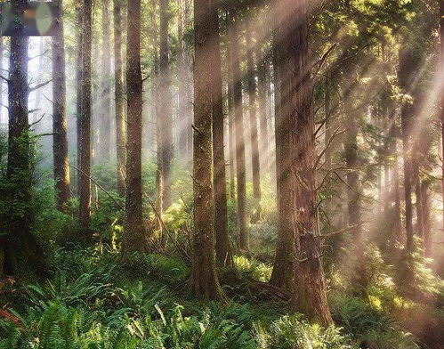 森林树木题材的28种拍摄技法,掌握几种就能出好片