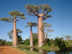 非洲出现神奇树木 一颗树可以产水2吨